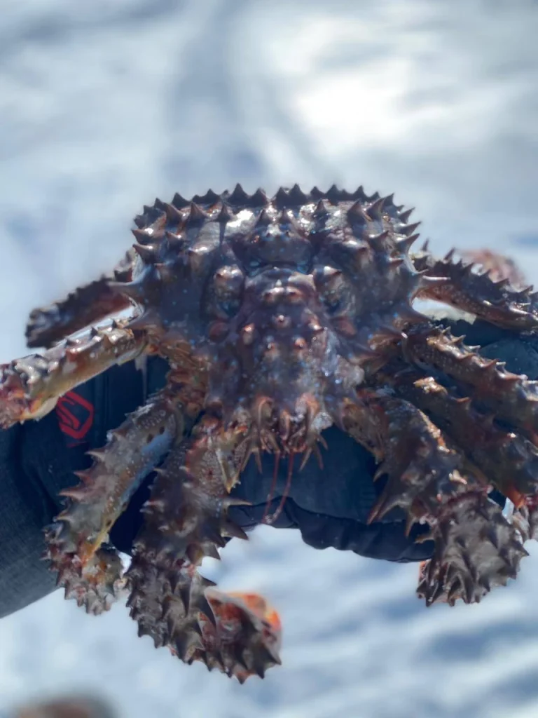 Ловля Колючего краба в Охотском море